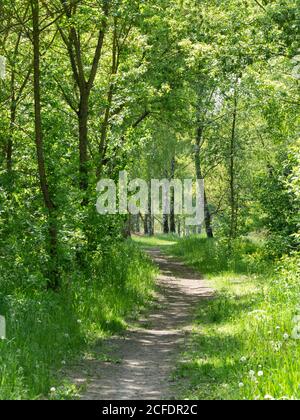 Sentier de randonnée dans le Hobrechtswald, Brandebourg, Allemagne Banque D'Images