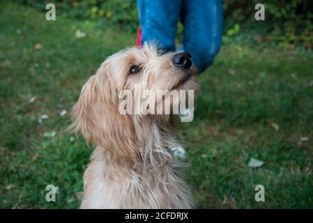 Jeune chien, Mini Goldendoodle Banque D'Images