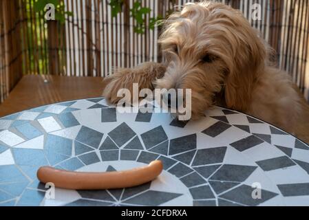 Jeune chien, Mini Goldendoodle, regarde une saucisse Wiener. Banque D'Images