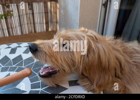 Jeune chien, Mini Goldendoodle, des boutons-pression pour un Wiener. Banque D'Images