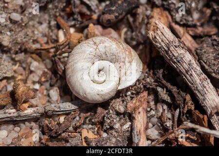 Coquille d'escargot vide située sur le sol, le Cap, Afrique du Sud Banque D'Images