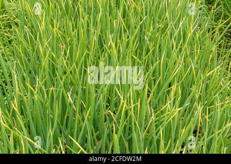 Oignons verts dans le lit de jardin. Sécher les feuilles d'oignons après la sécheresse. Banque D'Images