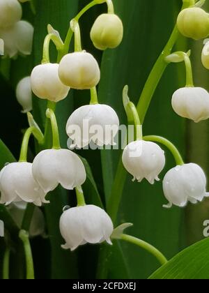 Plante, nénuphars de la vallée, nom latin Convallaria majalis, fleurs Banque D'Images