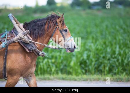 Cheval harnais sur le fond du champ. Banque D'Images