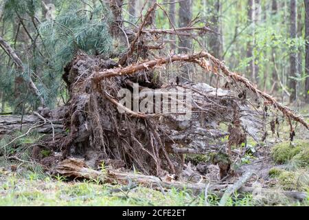 Vieux arbre tombé avec des racines dans la forêt. Banque D'Images
