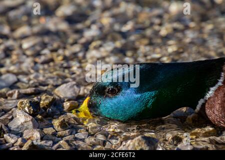 Mallard mâle (Anas platyrhynchos), drake, drake, gros plan, profil, Eibsee, Grainau, Garmisch-Partenkirchen, haute-Bavière, Bavière, Banque D'Images