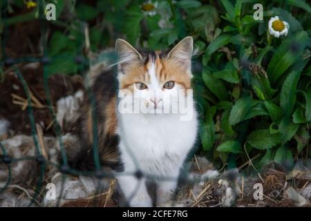 Tortoiseshell jeune chat Banque D'Images