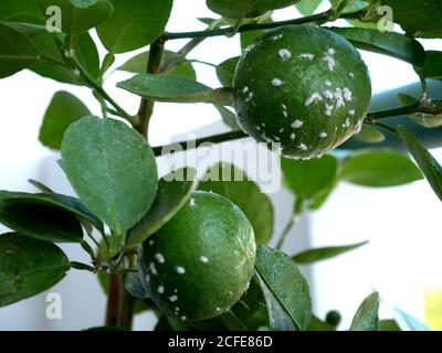 Mealybugs, considérés comme des parasites sur le citronnier. Les Mealybugs sont des insectes de la famille des Pseudococcidae Banque D'Images