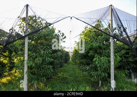 Un verger de pommes couvrait un contre la grêle et les oiseaux. Plantation de pommes moderne . Banque D'Images