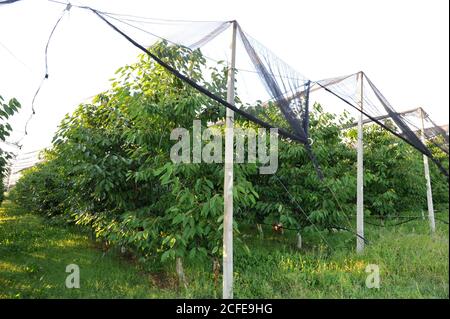 Un verger de pommes couvrait un contre la grêle et les oiseaux. Plantation de pommes moderne . Banque D'Images