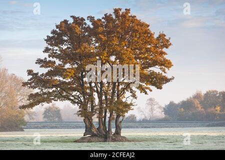 Les chênes aux feuilles d'automne se trouvent sur un pré couvert de gel dans le département 44, Loire Atlantique en France. À l'aube, le gel était encore terminé Banque D'Images