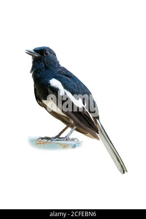 Un mâle Oriental Magpie Robin isolé sur fond blanc Banque D'Images