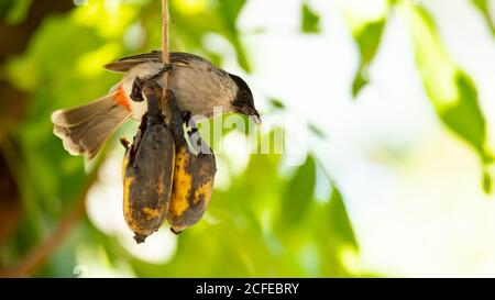 Bulbul à tête sucette mangeant de la banane sur la corde Banque D'Images