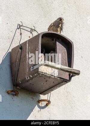 Kestrel (Falco tinnunculus) mâle avec souris. Banque D'Images