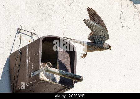 Kestrel (Falco tinnunculus) mâle sur une boîte de nidification, départ. Banque D'Images