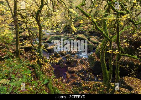 La gorge Toul Goulic est une forêt rustique au coeur de la Bretagne. Un ruisseau traverse la gorge étroite et a lavé des blocs de granit Banque D'Images