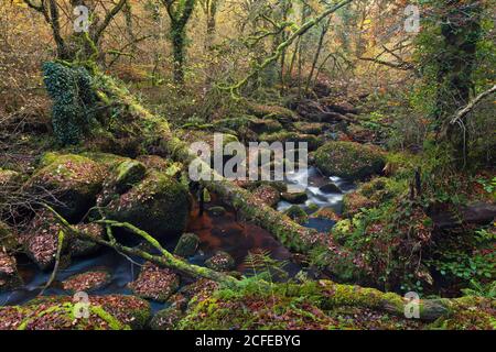 La gorge Toul Goulic est une forêt rustique au coeur de la Bretagne. Un ruisseau traverse la gorge étroite et a lavé des blocs de granit Banque D'Images