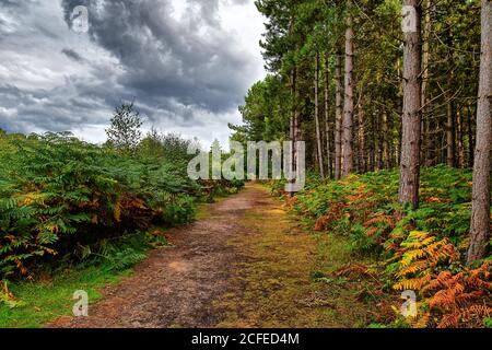 Vue sur les arbres à feuilles persistantes et saumâtre sur la piste des OVNIS dans la forêt de Rendlesham, Suffolk, Royaume-Uni.Un ciel spectaculaire.HDR amélioré. Banque D'Images