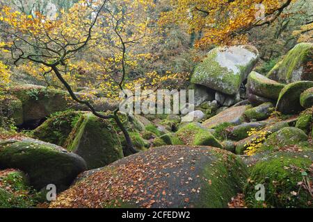 Le chaos de Huelgoat est l'un des sites à visiter dans l'intérieur de la Bretagne. Les blocs de granit, qui sont gardés de fougères et de mousse, s'alignent dans un chaos Banque D'Images