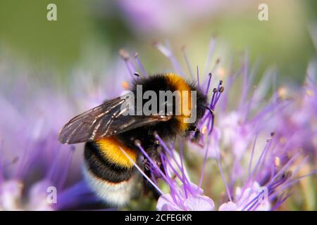 Bumblebee (Bombus) sur fleur de flocon violet. Macro. Allemagne, Suisse Alb Banque D'Images