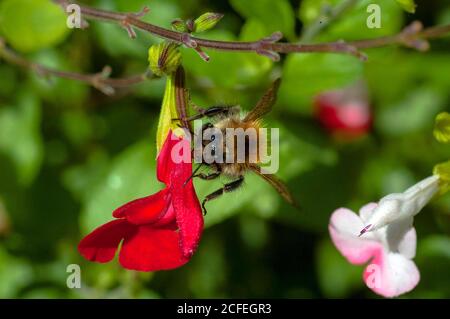 Londres, Royaume-Uni. 5 septembre 2020. Les abeilles collectant le pollen de la salvia 'Hot Lips' floweron jour ensoleillé. Credit: JOHNNY ARMSTEAD/Alamy Live News Banque D'Images