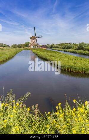Fleurs en face d'un moulin à vent historique à Noord-Hollande, pays-Bas Banque D'Images