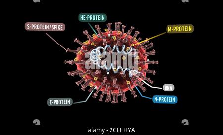 Illustration 3D montrant la structure d'un coronavirus. Banque D'Images