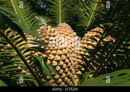 Sydney Australie, cône d'un cycad Encephalartos lebomboensis ou Lebombo Banque D'Images