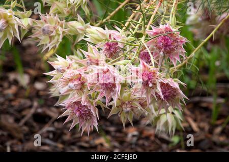 Sydney Australie, fleurs d'une Serruria floride ou de la mariée de broussailles brousse un indigène de l'afrique du Sud Banque D'Images