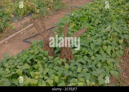 Deux lièvres de Willow entourés par une récolte de la maison cultivée Haricots verts biologiques (Phaseolus vulgaris) Sur un allotement dans un jardin de légumes à Devon Banque D'Images