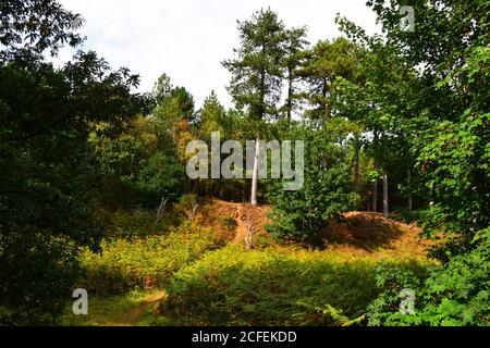 Vue depuis la piste des OVNIS dans la forêt de Rendlesham, Suffolk, Royaume-Uni Banque D'Images