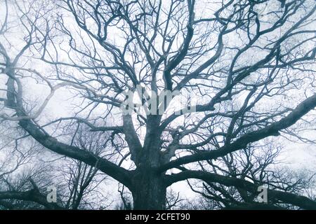 Immense arbre ancien couvert de mousse sur fond de ciel nuageux ciel Banque D'Images