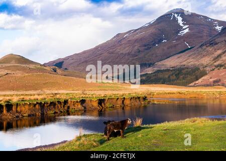 Paysage pittoresque de campagne avec des vaches paissant sur l'herbe verte à proximité Rivière calme contre la montagne en journée de printemps ensoleillée en Écosse Highlands Banque D'Images
