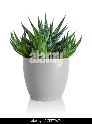 Zebra plante succulente dans un pot gris isolé sur blanc Banque D'Images