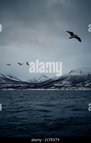 Eau de mer avec des oiseaux volant dans un ciel gris nuageux contre Rivage de montagne enneigé en hiver en Norvège Banque D'Images