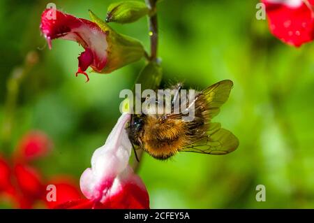 Londres, Royaume-Uni. 5 septembre 2020. Les abeilles collectant le pollen de la salvia 'Hot Lips' floweron jour ensoleillé. Credit: JOHNNY ARMSTEAD/Alamy Live News Banque D'Images