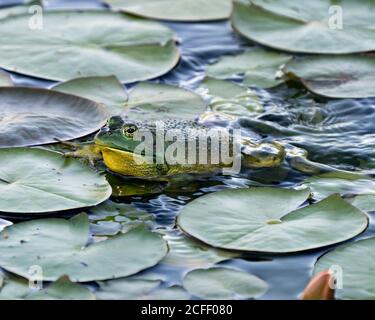 Grenouille assise sur une feuille de nénuphars dans l'eau, montrant un corps, une tête, des jambes, un œil vert dans son environnement et son habitat, regardant du côté gauche. Banque D'Images