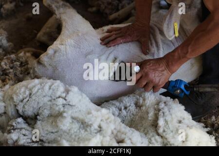 ouvrier agricole méconnaissable enlevant la laine des moutons avec un outil professionnel au sol dans le hangar Banque D'Images