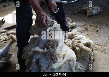 ouvrier agricole méconnaissable enlevant la laine des moutons avec un outil professionnel au sol dans le hangar Banque D'Images