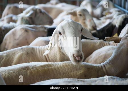 Troupeau de moutons blancs sans poils debout dans le corral après la tonte à la ferme Banque D'Images