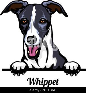 Tête de race - chien. Image couleur d'une tête de chien isolée sur un fond blanc Illustration de Vecteur