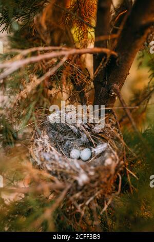 De dessus nid avec de petits oeufs d'oiseau placés sur des branches de conifères minces en forêt Banque D'Images