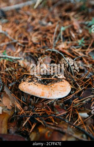 Chapeau de mil de safran frais (lactarius deliciosus) dans le bois de pin Banque D'Images