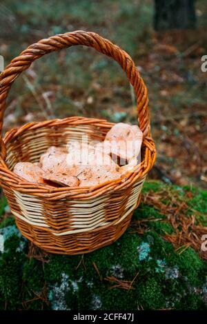 Un panier rempli de champignons de la tasse de lait de safran (déliciosus lactirant) dans une forêt de pins Banque D'Images