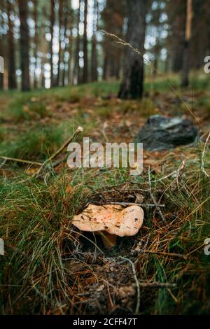 Chapeau de mil de safran frais (lactarius deliciosus) dans le bois de pin Banque D'Images