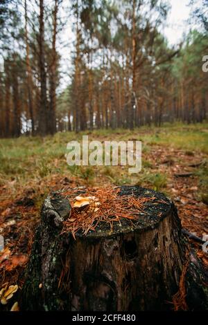 Champignons sauvages poussant dans la forêt de pins de montagne Banque D'Images