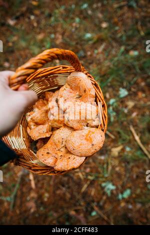 Un panier rempli de champignons de la tasse de lait de safran (déliciosus lactirant) dans une forêt de pins Banque D'Images