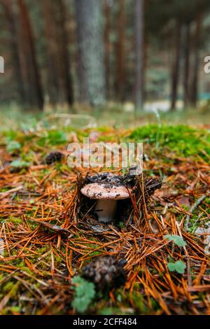 Chapeau de mil de safran frais (lactarius deliciosus) dans le bois de pin Banque D'Images