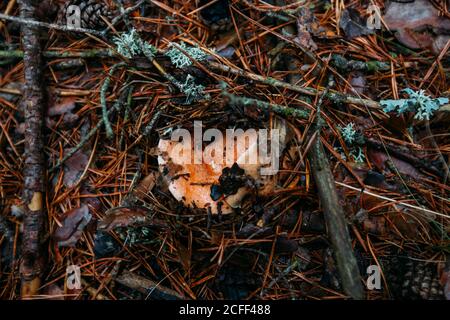 Chapeau de mil de safran frais (lactarius deliciosus) dans le bois de pin Banque D'Images