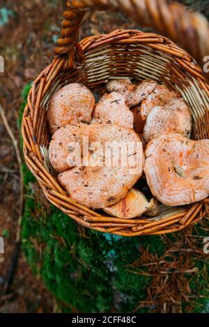 Un panier rempli de champignons de la tasse de lait de safran (déliciosus lactirant) dans une forêt de pins Banque D'Images